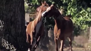 أبو بكر الصديق وفاؤه لنبيه وأمته الشيخ علي القرني 