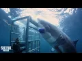 Download The Boldest Bites | Shark Week's Most Intense Encounters mp4 3gp mp3 videos - waplic