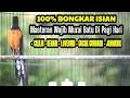 Download Lagu MASTERAN MURAI BATU TERBAIK FULL ISIAN KENARI CILILIN LOVEBIRD CUCAK CUNGKOK