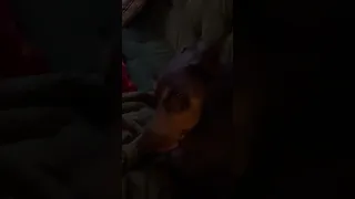 .. #fyp #dream #youtube #doberman #pets