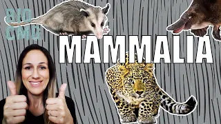 Mammalia - Classificação e Biologia dos Mamíferos