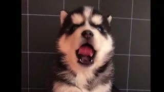 Cute Puppies Barking Compilation || Puppy Barking Video 2026