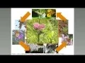 Monarch Biology and Conservation Basics