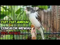 Lagu KENARI GACOR  Cuit CUIT BIRAHI SUARA Kenari MASTERAN TERBAIK UNTUK PANCINGAN \u0026 MASTERAN Kenari PAUD