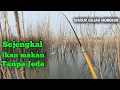 Download Lagu Mancing WGM Terbaru||Panen Kedalaman Sejengkal⁉️Ikan makan tanpa Jeda‼️#mancing #fishing #wgm 