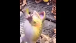 رياكشن ضفدع يضحك 