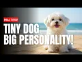 Maltese Dog Breed Everything You Need to Know in 5 Minutes