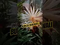 Download Lagu JARANG NAMPAK: Bunga Bakawali #malaysia #Bakawali #flowers