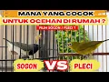 Lagu SOGON VS PLECI❗MANAKAH YANG PALING PAS UNTUK GACORAN DI RUMAH❓