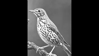 صوت طائر السمن قوي لجذب الطيور أثناء الصيد Thrush BirdCall صيد 
