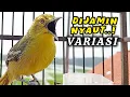 Download Lagu SIRTU GACOR SUARA VARIASI MEMANGGIL LAWAN - BIKIN SIRTU/CIPOH GACOR EMOSI