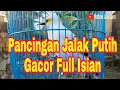 Download Lagu Masteran Jalak Putih Jantan Gacor Full Isian - Masteran Jalak gacor Pancingan Jalak Macet Bunyi