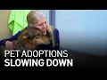 San Francisco SPCA Struggles With Pet Adoptions as Life Returns to Normal