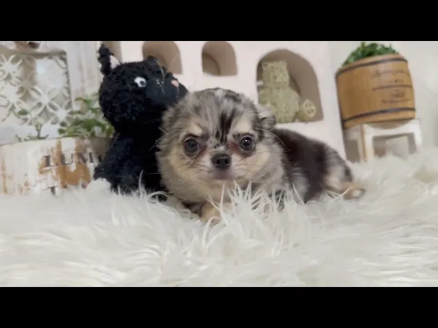 動画