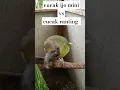 Download Lagu cucak ijo mini vs cucak ranting di aviary mini oemah manoek #aviaryminioemahmanoek #burung #shorts Download Lagu cucak ijo mini vs cucak ranting di aviary mini oemah manoek #aviaryminioemahmanoek #burung #shorts