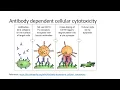 Antibody dependent cellular cytotoxicity ADCC Complementary dependent cytotoxicity CDC 451