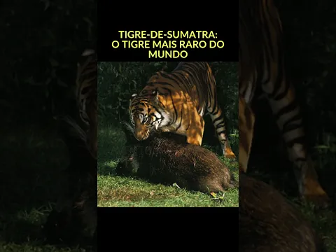 Tigre de sumatra - O Tigre Mais Raro do Mundo #TigreDeSumatra, #AnimaisRaros, #EmExtincao