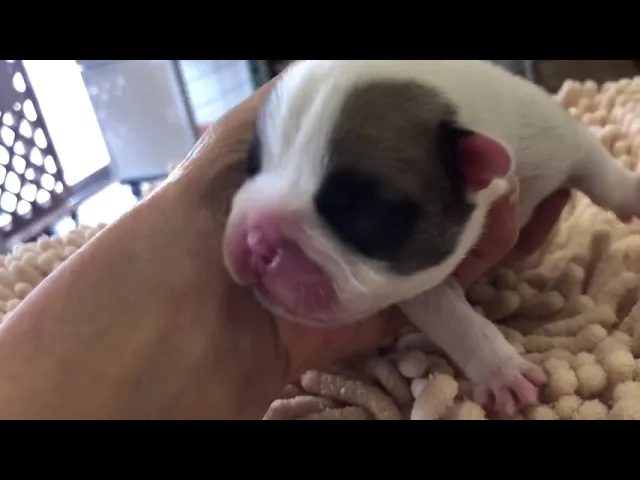 動画