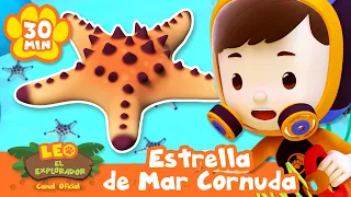 ¿Qué está haciendo la estrella de mar cornuda? | Leo, El Explorador | Animación - Familia