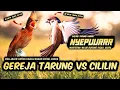 Download Lagu CUKUP DUA JALUR!!!! GEREJA TARUNG VS CILILIN PANJANG || masteran burung kicau murau cendet cucakijo