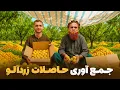 Download Lagu ابریشم - حاصلات برداشت زردآلوی خوشمزه از بزرگترین باغ در دره غوربند