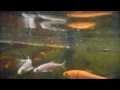 Download Lagu Goudwindes, blauwe windes, shubunkins, goudvissen, grondels en stekelbaarzen in de vijver 5