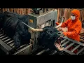 Lagu Inside the Bull Horn Leather Factory | Million-Dollar Luxury Leather Making Process