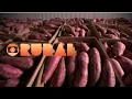 Lagu Os pioneiros no cultivo da batata-doce | Globo Rural 06/07/2025
