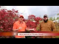 Download Lagu Japanese Maple! Acer palmatum 'Purple Ghost' ~ MrMaple Clips 🍁