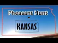 Pheasant Hunting Kansas