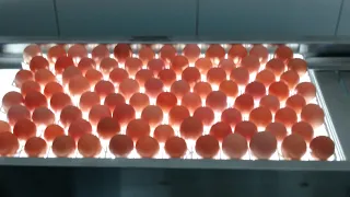 Legalizei minha Granja! mais de 400 ovos são produzidos aqui, veja os preparos...