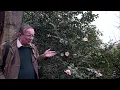 Download Lagu Is this a completely new Camellia x williamsii??