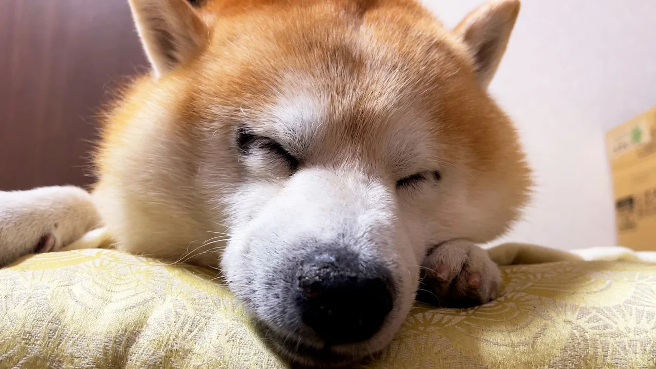 夢の中でイキっている柴犬