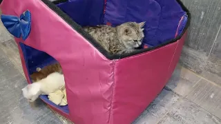 Tiny kittens Calling Cat Mom Immediately Now Allowing Her To Rest