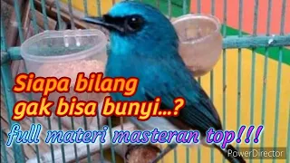 Download Suara burung sitrun / tledekan biru / slendang biru MP3