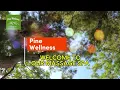 Unwind and recharge at Pine Wellness in Herndon Virginia