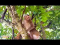 Download Lagu Monkey Kaka has been waiting in the tree for dad to come visit for a long time. MP3