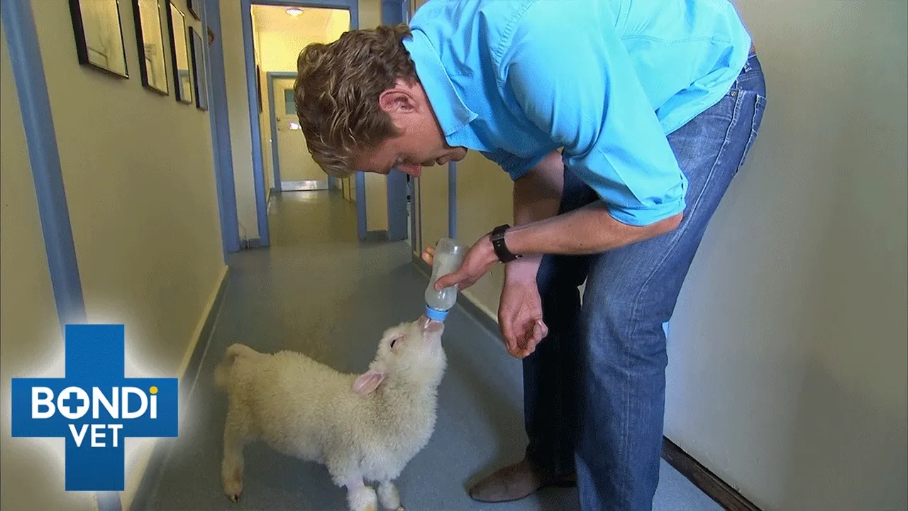 5 Adorable Baby Animal Moments 🥹 Bondi Vet