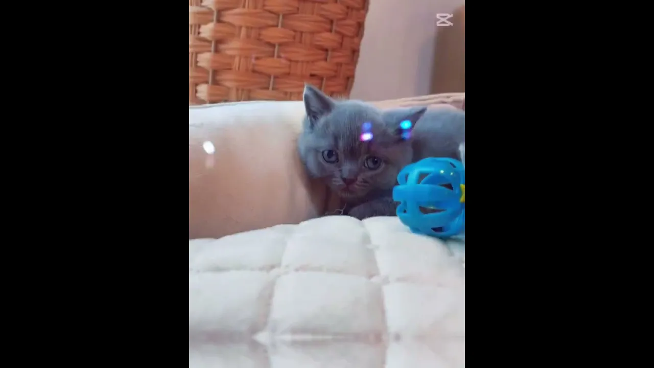 動画