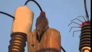 صعق طائر من الكهرباء 