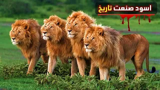 اسود صنعت تاريخ    تحالف اسود الماجينجلانز دندنها