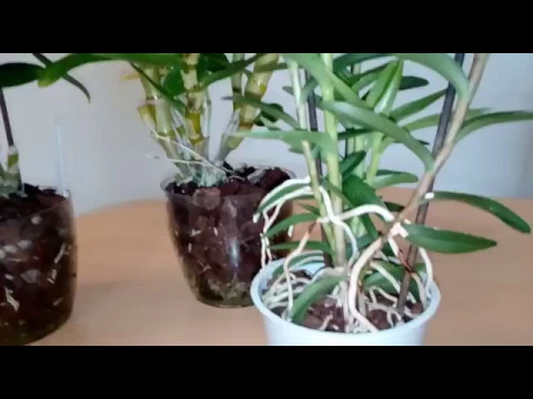 CÓMO CUIDAR UNA ORQUÍDEA DENDROBIUM NOBILE (PARTE 1)