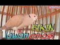 Download Lagu pancingan burung PUTER GACOR || bikin puter lain EMOSI ikut BUNYI‼️