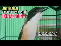 Download Lagu Suara Cendet Gacor Toet toet Efektif Anti Gagal Bikin Cendet Malas pun Langsung Nyaut Bunyi Seketika