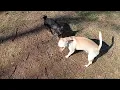 Craigslist chihuahua