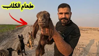 خروف كامل وجبة الكلاب اليوم/ 😱