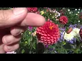 Download Lagu How to create new dahlia varieties (the Geoff \u0026 Heather way)!