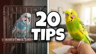 20 Things You Should Never Do to Your Budgie