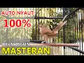 Download Lagu CIBLEK GUNUNG GACOR - Suara AMPUH Untuk Masteran \u0026 Pancingan CIGUN Bahan Agar Cepat Bunyi Ngebren