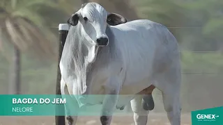 BAGDA DO JEM  - TOURO NELORE PO